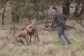 肌肉袋鼠“绑架”爱犬 男主人冲上去就是一拳图片