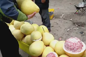 小的6斤，大的十几斤，这柚子什么品种？怎么这么大？你见过吗？视频封面