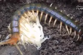 实拍小蜈蚣的降生，密密麻麻的一次就是几百个，以前真的没见过视频封面