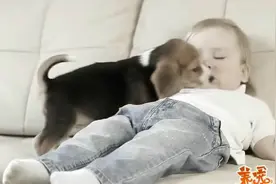 教狗狗听懂你的话原来如此简单，赶紧带它学起来