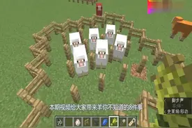 我的世界：羊你不知道的七件事！把羊命名为这个你将获得只彩虹羊