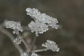 贵阳今年1月 3年来最冷图片