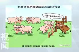 非洲猪瘟不会感染人 官方严格检疫的猪肉可以吃