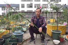 凯浪尝试树月新玩法，把三根蔷薇编成奇特麻花形状，真漂亮视频封面