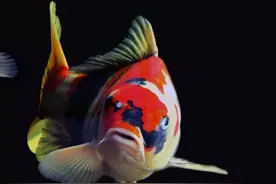 缸养锦鲤注意事项图片