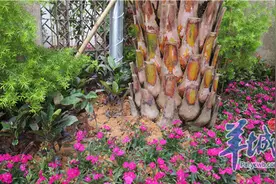 就爱自家花园的星星点点图片