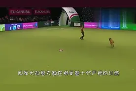 军犬见主人晕倒后，及时给主人做人工呼吸，全场人都沸腾了！视频封面