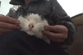 一只随便揉的猫，怎么揉都不生气！