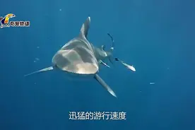 对人类友好的鲨鱼，体型仅次于鲸鲨，网友：傻白甜视频封面