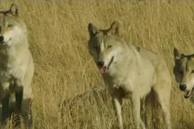 荒山野岭，一个人骑马抄小路，被10多只狼群围住视频封面