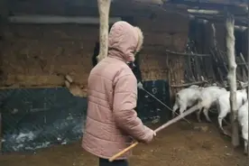 山西运城，1只不到70斤的公羊花了1100元，这个价格贵吗？视频封面