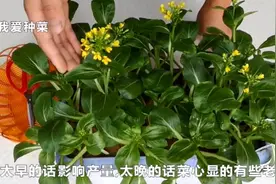 比花都漂亮的蔬菜是它，还能多茬采摘吃，阳台上种一盆一举多得
