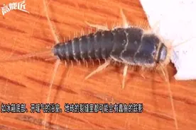 书本里有虫子出没怎么办？一个土豆就能帮你解决掉视频封面
