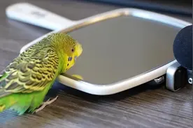 鹦鹉自娱自乐果然很有一套，一面镜子能玩一天