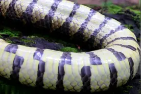 钓鱼时抓住一条蛇，此种蛇在水下专吃鱼，肚里的鱼有二斤