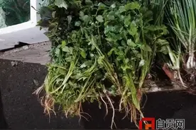 香菜“香臭”再成网络热点 自贡人有话说图片