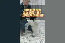 如何训练狗狗坐立恭喜（三）让狗前肢触碰纸板，形成作揖动作#萌宠 #我的选择我的路 @抖音小助手视频封面