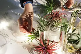 生活要有仪式感，与圣诞无关！视频封面