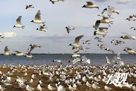 走遍湿地 神奇鸟类在榆林图片