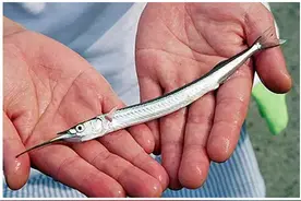 神秘怪鱼惊现富春江！这些长着细长尖嘴的“来客”你见过吗？图片