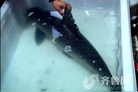 单县钓民钓出体长超一米 重达50多斤大青鱼图片