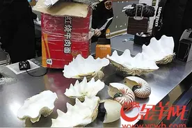 旅游带美丽贝壳回国 竟是保护动物的外壳图片