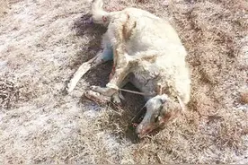 羊群遭野狼袭击 舅甥俩徒手制服图片