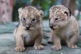 今年圣诞，永川所有的大活动都在这里……图片