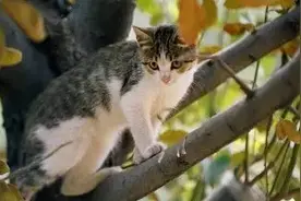 「环宇采撷」为什么猫总能四脚着地？图片