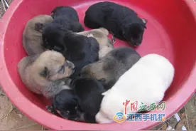 万载潭埠：狗妈妈一胎产十崽图片