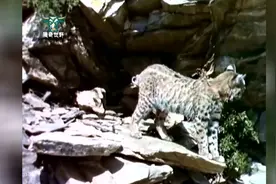 蜜獾染了花脸与小老虎猞猁展开大战，平头哥的表弟表现不差