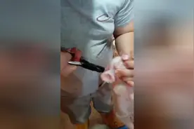 养猪日常——饲养员用耳号钳给新生小猪打耳号