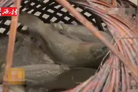 稻田里的禾花鱼 小木棍掏掉苦胆不去内脏 做法倒是很奇特