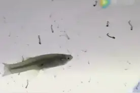 实拍小鱼吃满蚊子，太快了！视频封面
