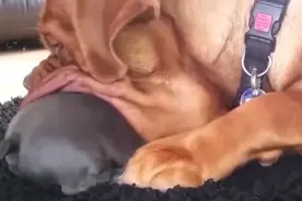 狗儿子挑衅狗老爸，结果被老爸用下巴压住不能动弹视频封面