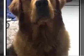 二哈复仇记之金毛反击视频封面