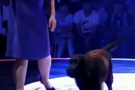 导盲犬几年未见主人，主人呼唤它依然认得，台下观众看哭了！视频封面