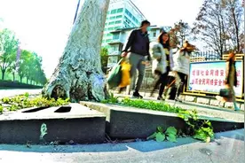 行道树“铁鞋”被撑破亟待更换，园林部门正探索解决方法图片