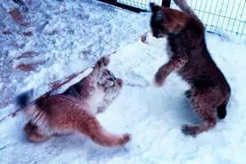 猞猁山猫被女主人宠爱，旁边嫉妒的狗看见发飙了视频封面