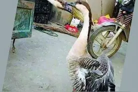 两只鸿雁被卖前依依不舍 老板被感动：不卖了图片