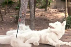 妲己曾是十尾狐仙？当她讲起与伯邑考当年的偶然遭遇，露出凶相