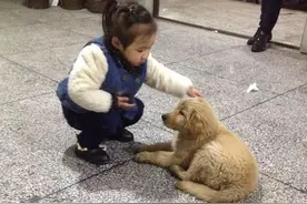 我家皮特，看着它一天天的长大，丢了好几次还是被我找了回来图片