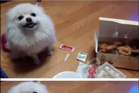 绝望！ 一整盒炸鸡全被主人吃完 狗狗眼神立刻变得黯淡图片