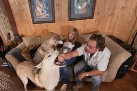 世界三大野狼和狗杂交猛兽级名犬，个个都很霸气图片