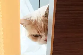 这只猫咪总是一副愤怒的表情，不知道它在谋划什么阴谋图片