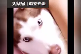 哈士奇去洗澡，反差太大主人认不出是自己的狗！视频封面