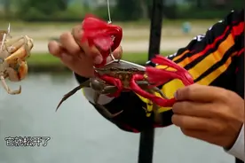 被螃蟹夹到怎么办，教你个小窍门，让螃蟹自动松开钳子