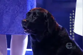 导盲犬几年未见主人，主人上台爱犬依然记得，场面太感人！视频封面