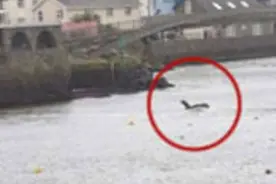 国外目击者在港湾抓拍惊现恐怖神秘海怪，镜头拉近所有人惊呆了！图片