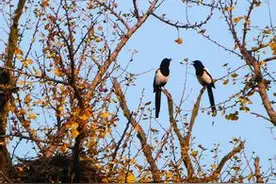 宠物故事：喜鹊为媒图片